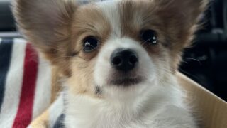 わが家にわんこ🐶がやってきた！君に決めた❣編