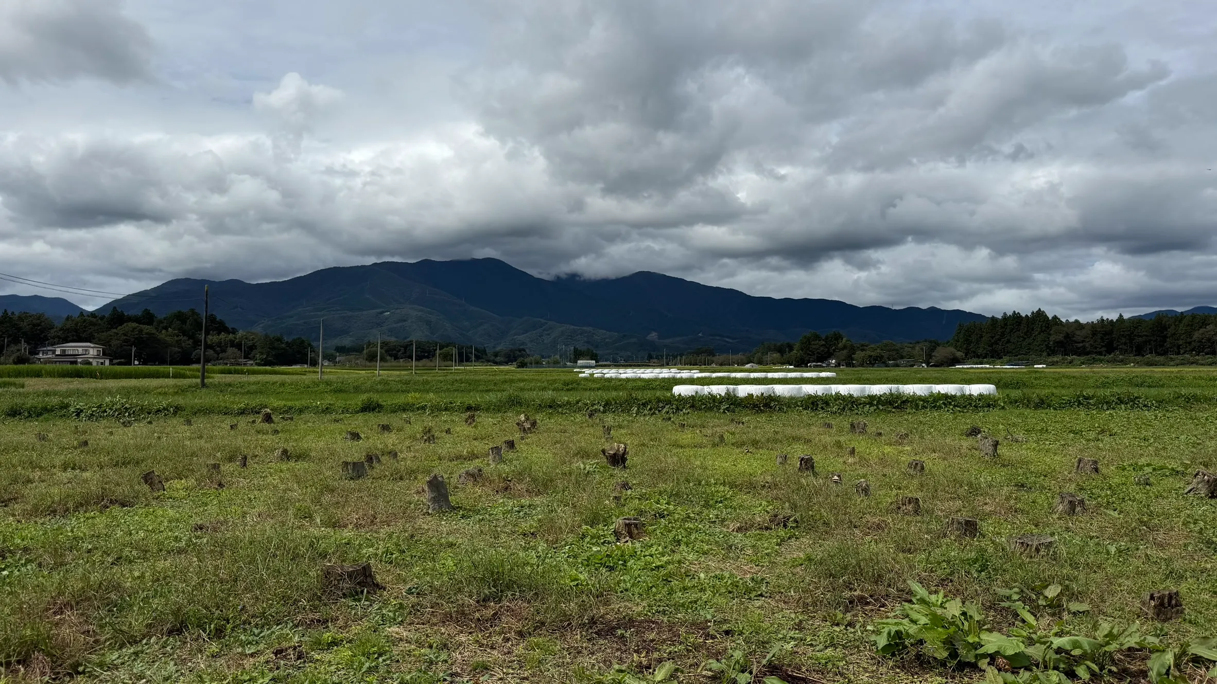 まもなく移住から４年…久しぶりに“にゃこのひとり言”